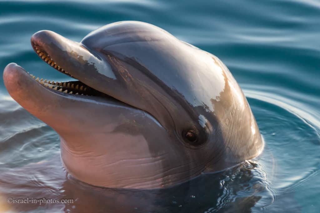 Dolphin Reef in Eilat, Israel