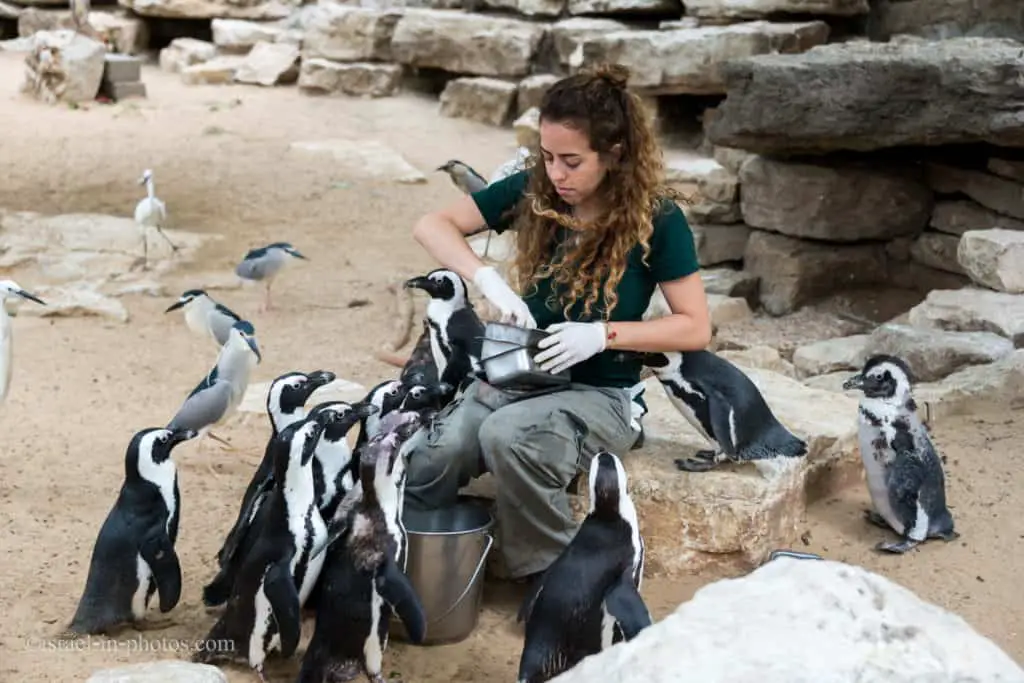 Penguin feeding