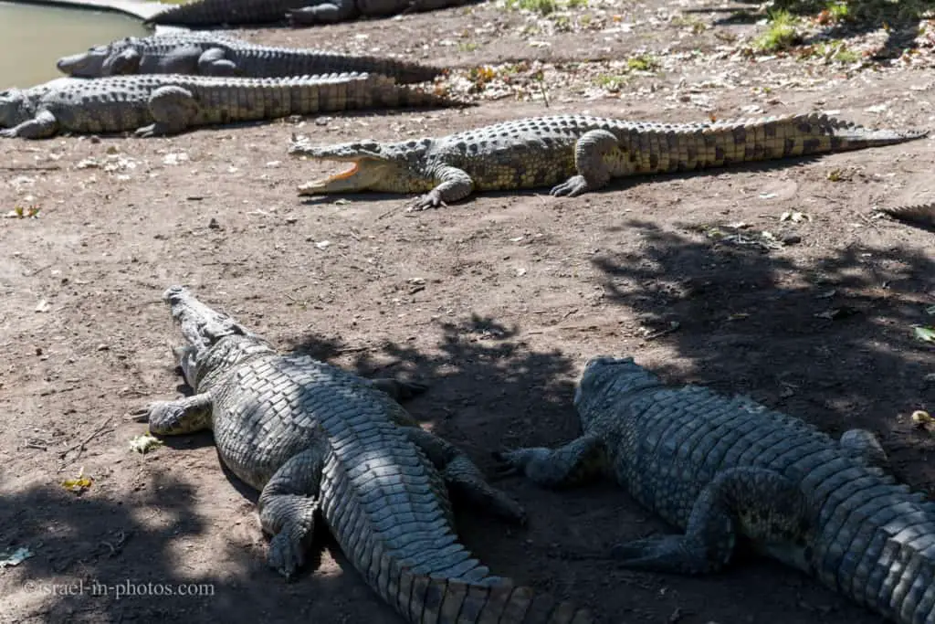 Crocodile Farm at Hamat Gader in Northern Israel