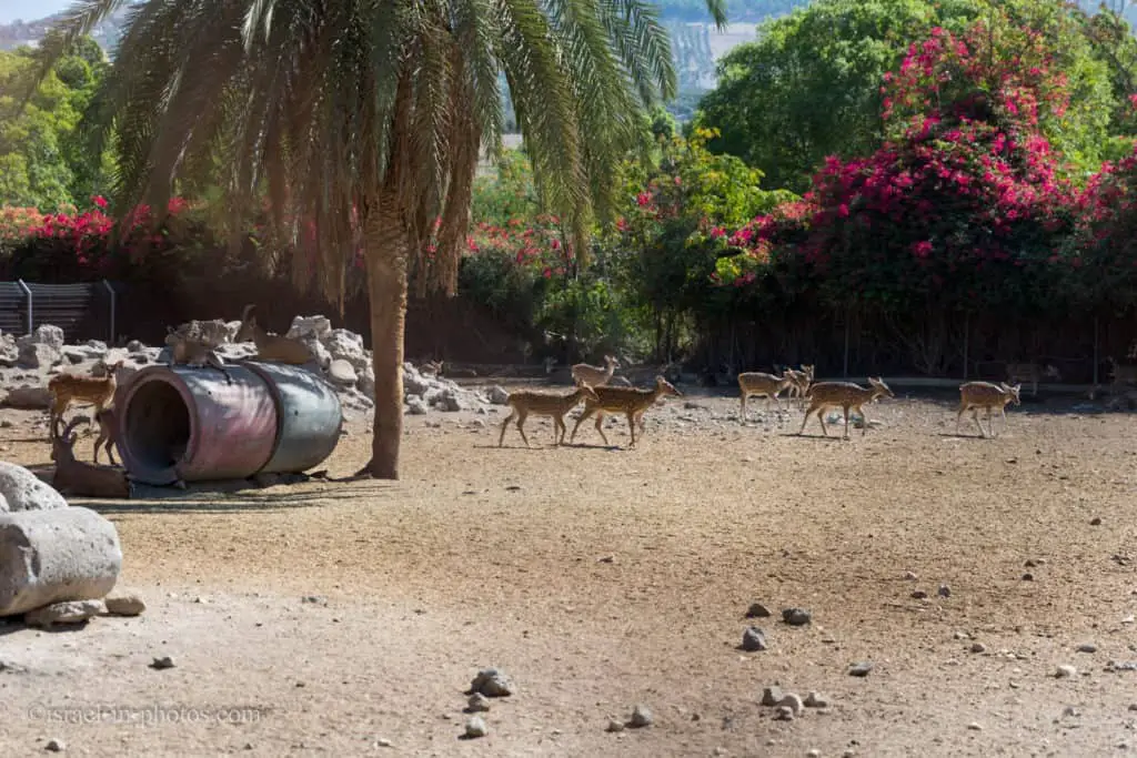 Mini Safari at Hamat Gader in Northern Israel