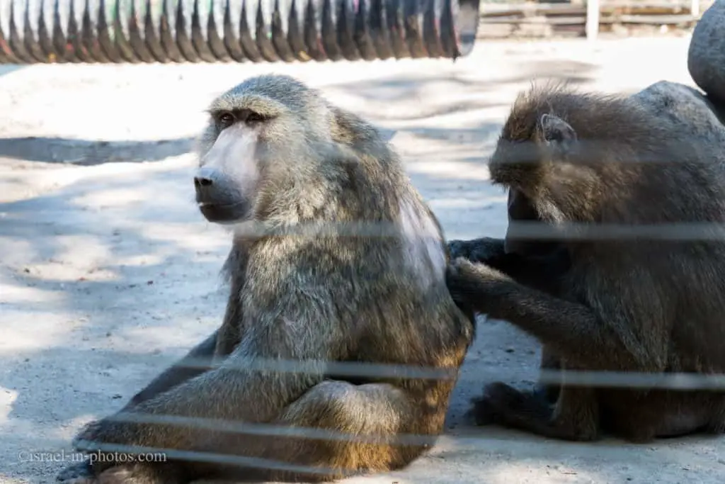 Animal World at Hamat Gader in Northern Israel