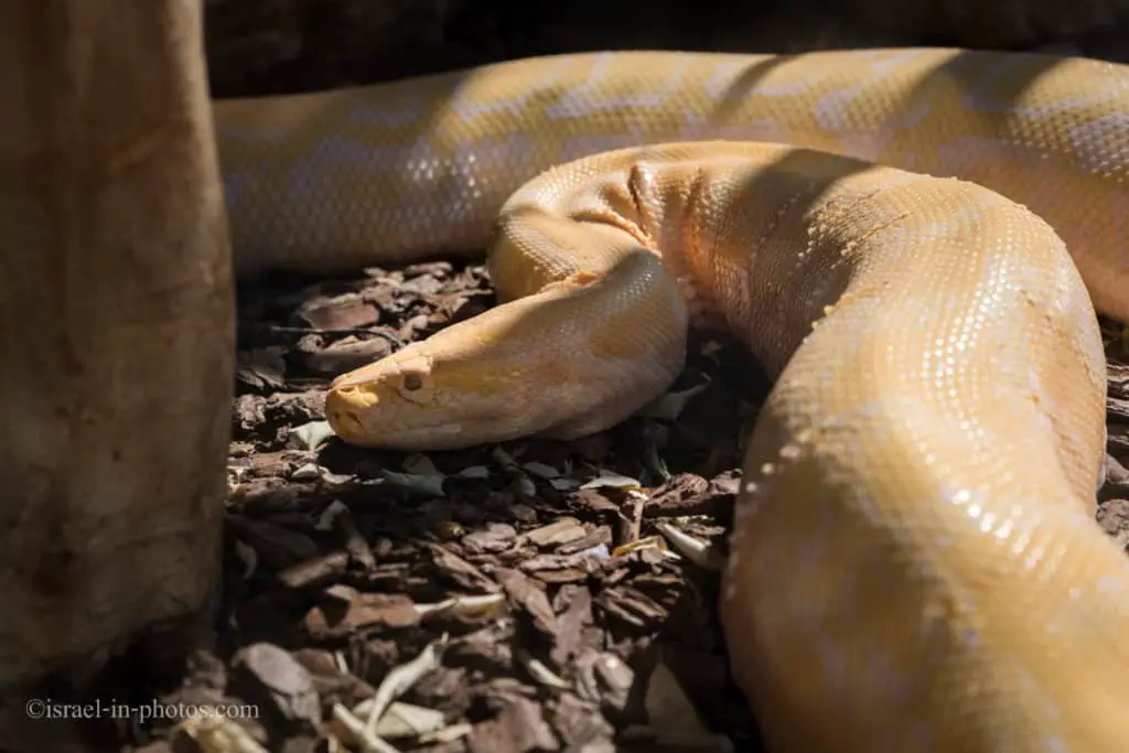 Burmese python