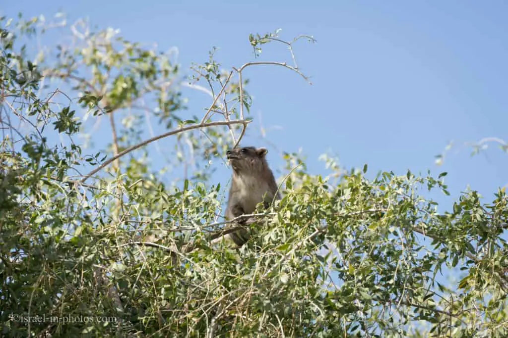 Rock hyrax at Ein Gedi Nature Reserve