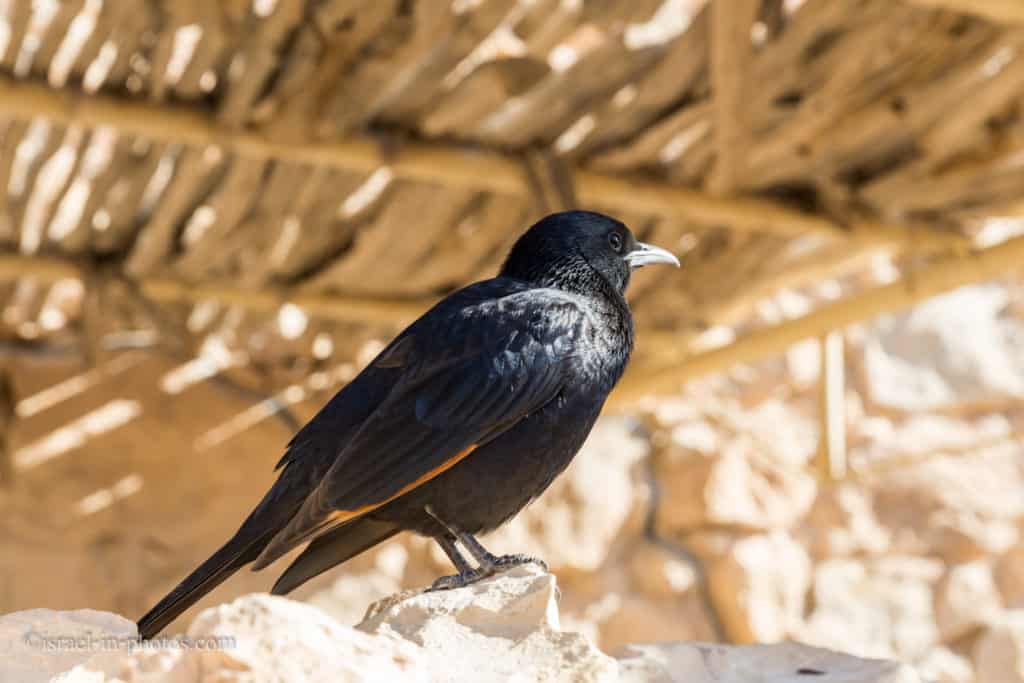 Tristram's Starling at Masada