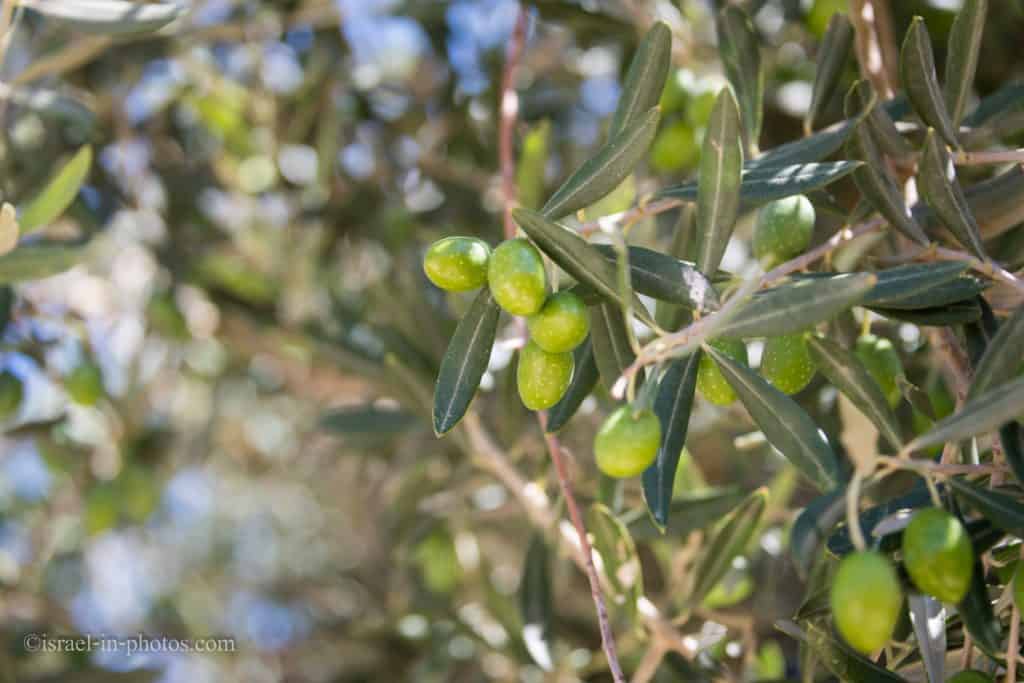 Olive Groove
