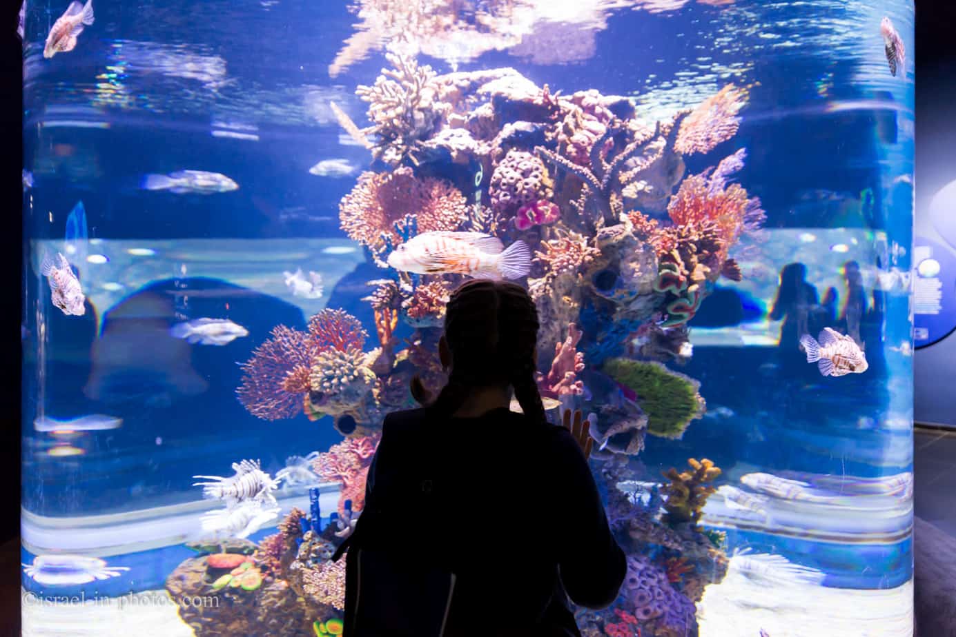 Israel Aquarium Visitors Guide Lovely Attraction for the Family