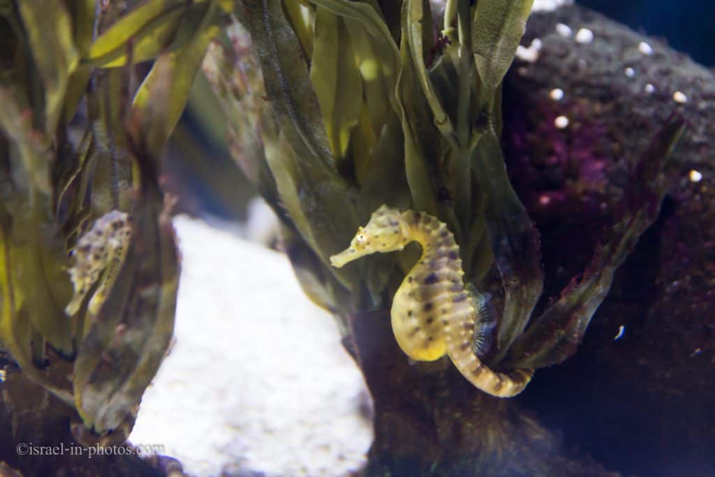 Pot-bellied seahorse is one of the largest seahorse species in the world, with a length of up to 35 cm