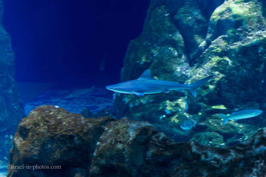 Shark at Israel Aquarium