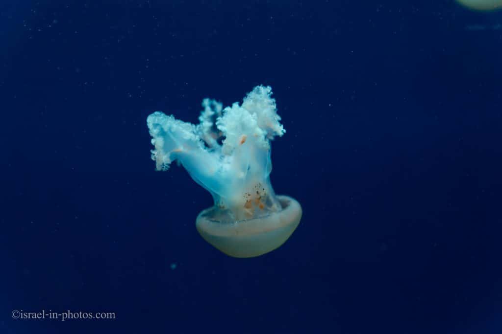 Jellyfish Gallery at Israel Aquarium