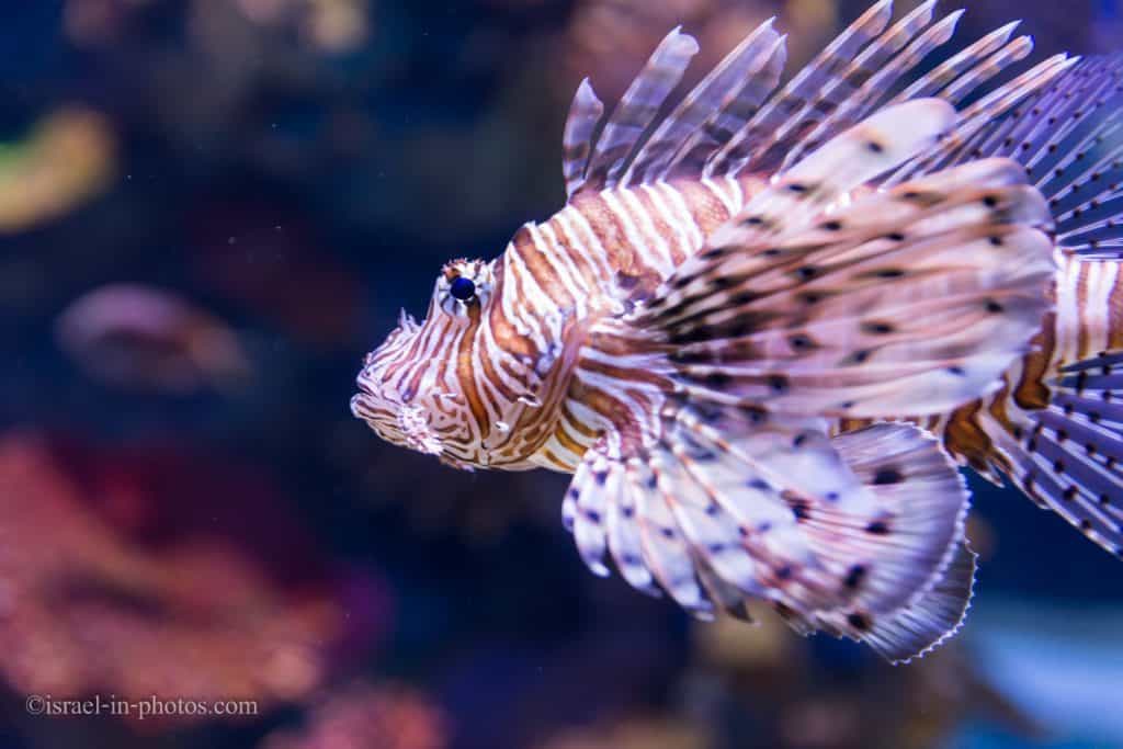 Lionfish at Israel Aquarium