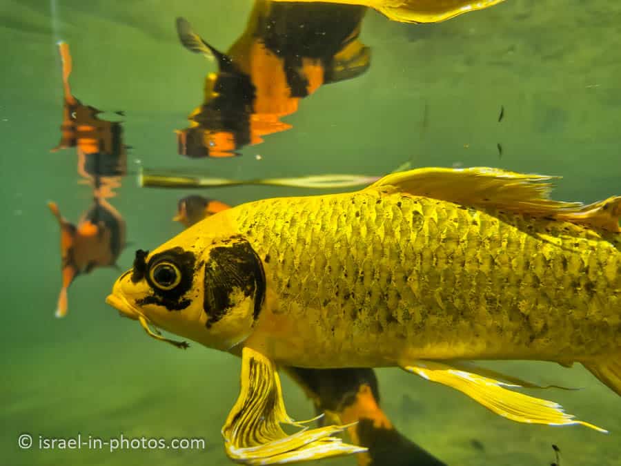 Inside-out Aquarium