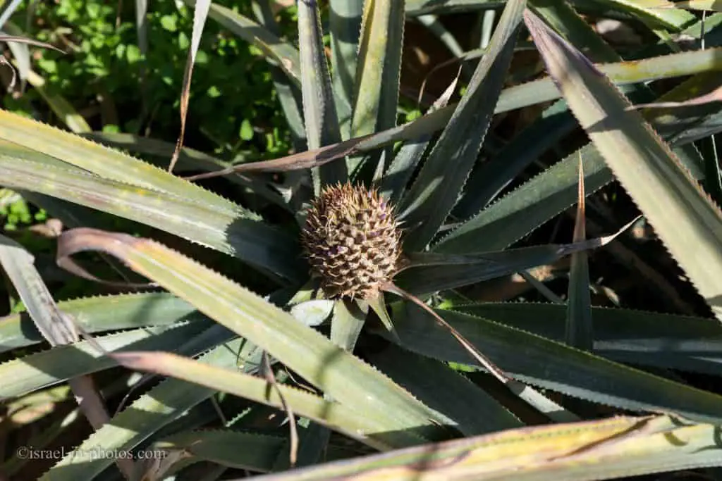 Pineapple growing near Tomato Greenhouse