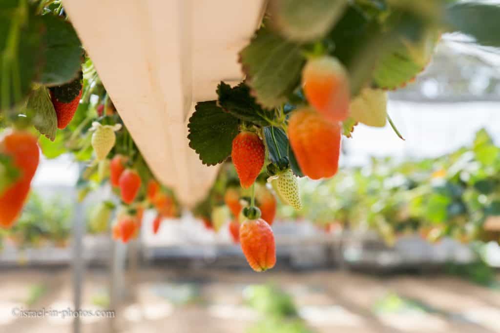 Strawberries at The Salad Trail