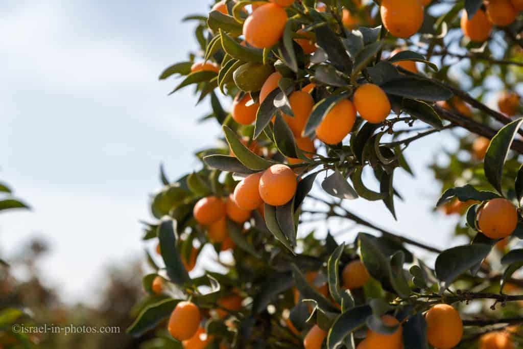 Orchard of Oranges at The Salad Trail