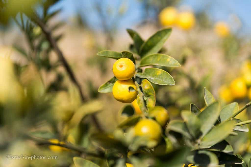 Orchard of Chinese Lemons at The Salad Trail