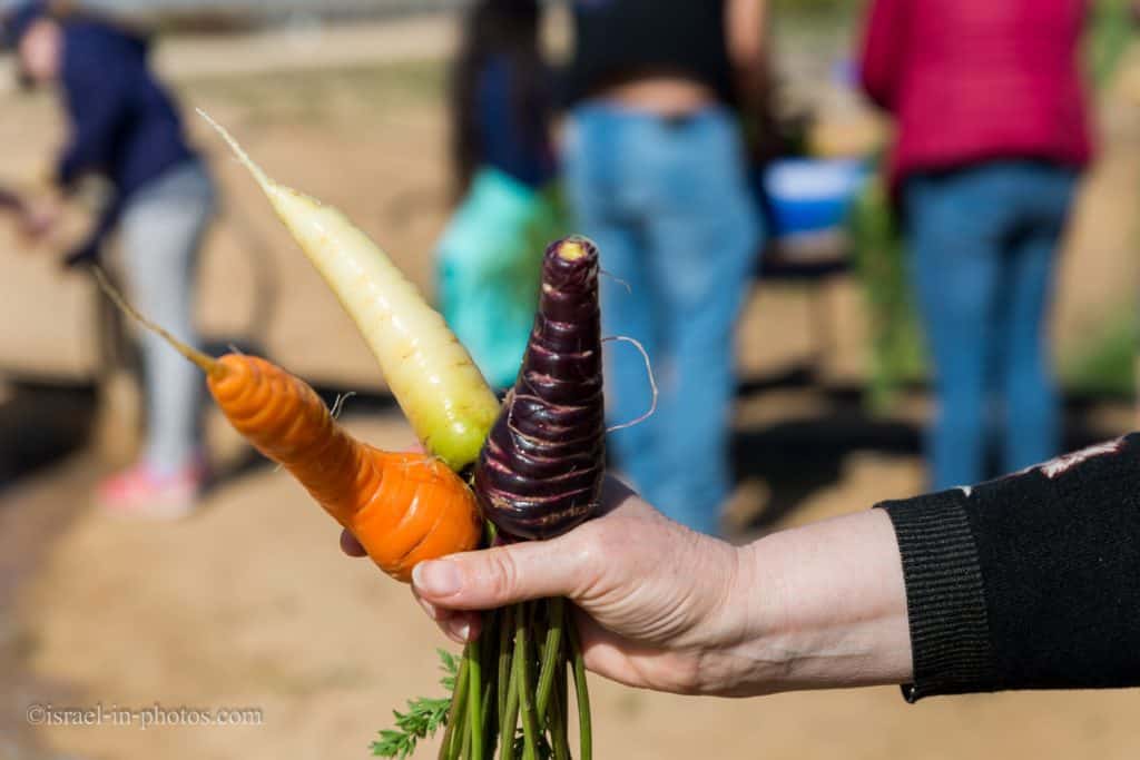 At The Salad Trail