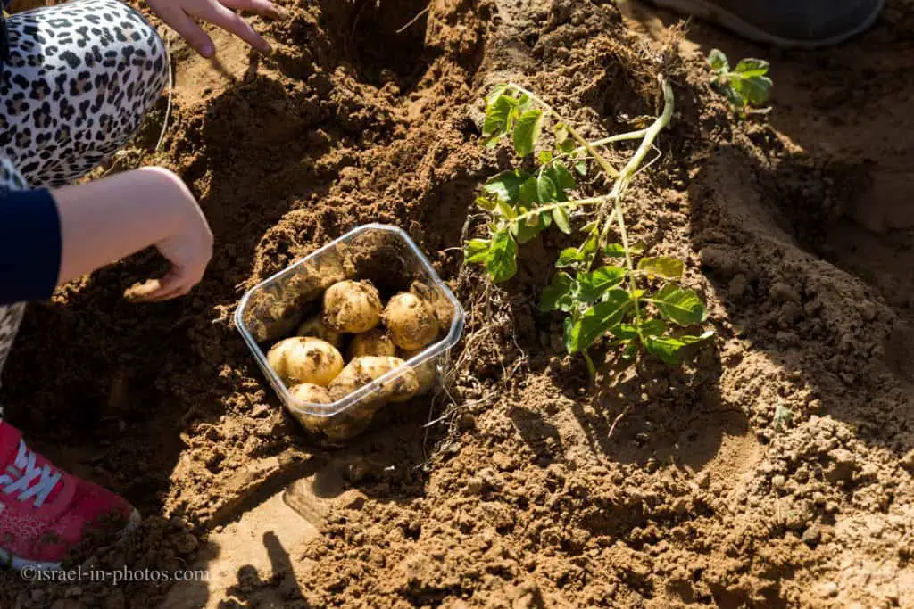 Digging potatoes at the Salad Trail