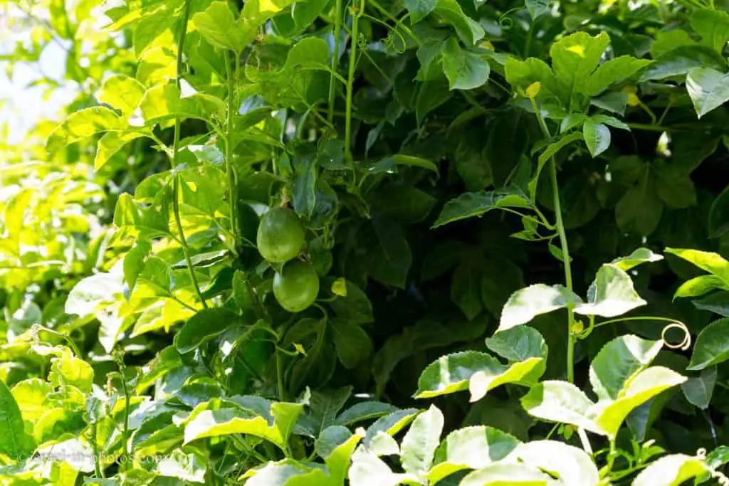 Passiflora fruit