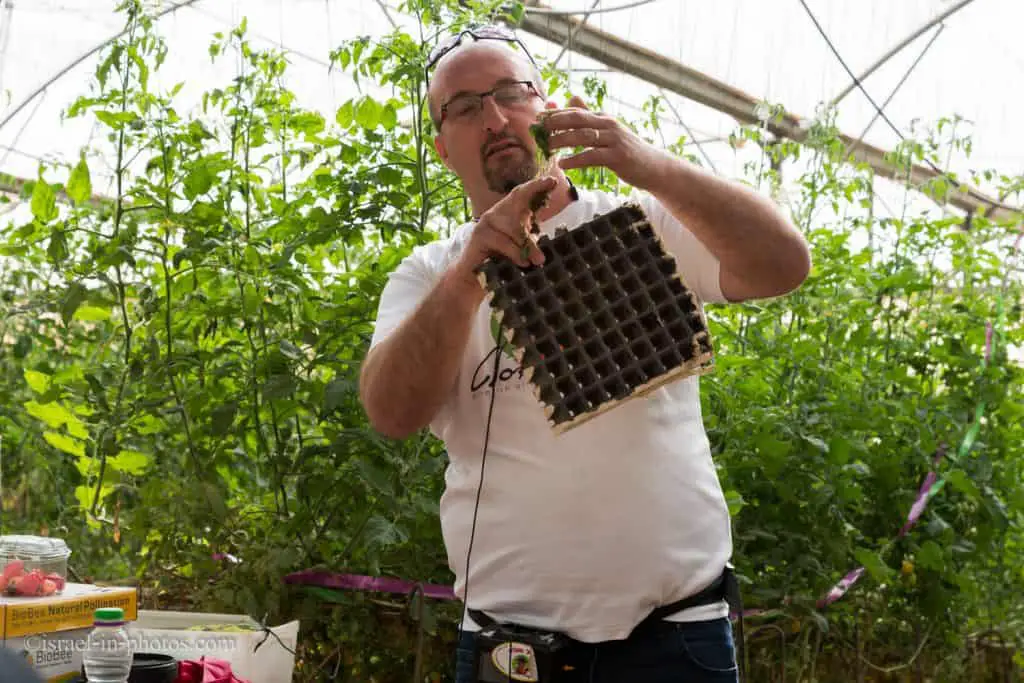 At The Tomato Greenhouse