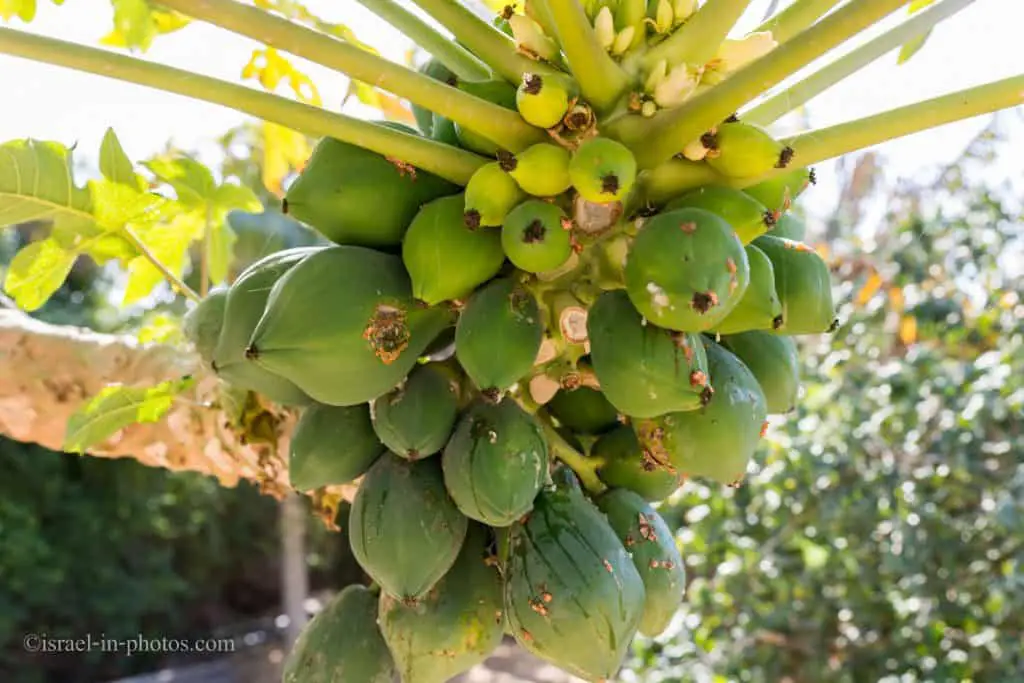 Coconuts growing on palm tree