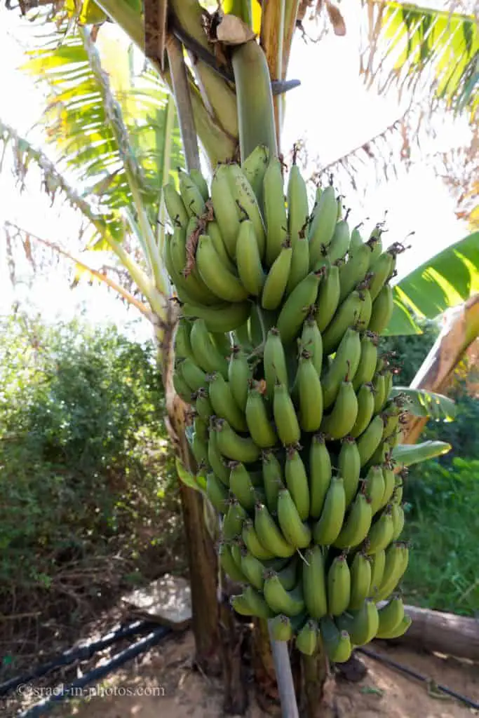 Bananas at The Salad Trail