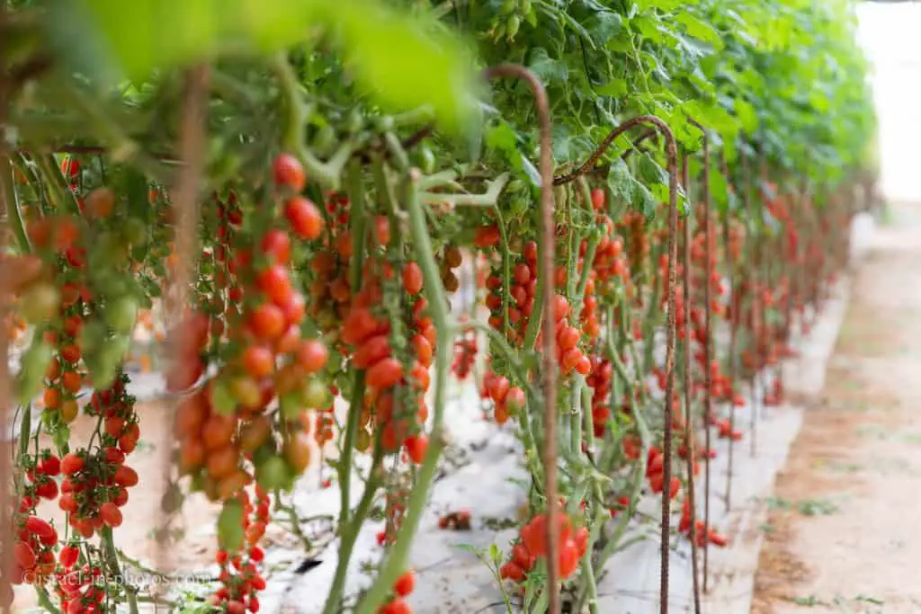 At The Tomato Greenhouse, Salad Trail