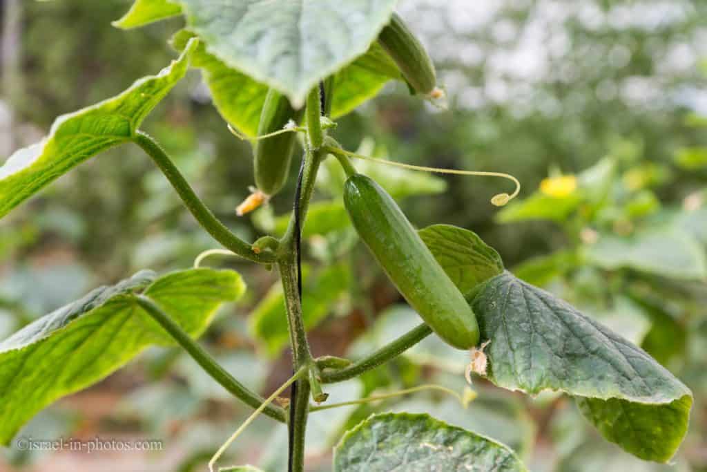 Cucumbers at The Salad Trail