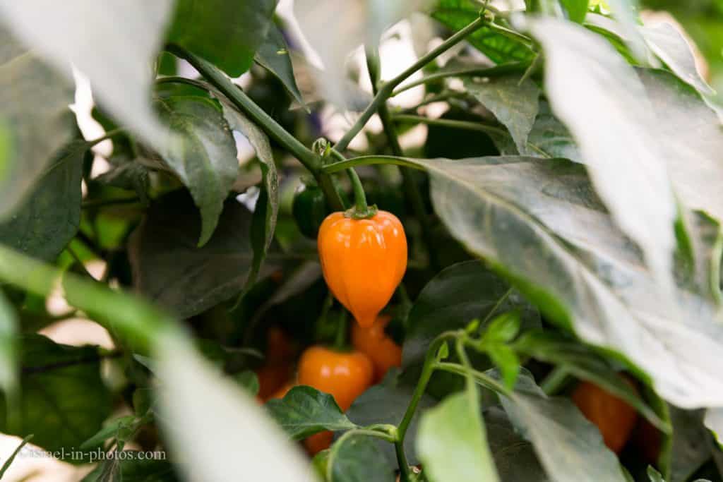 The Carolina Reaper - the hottest pepper in the world