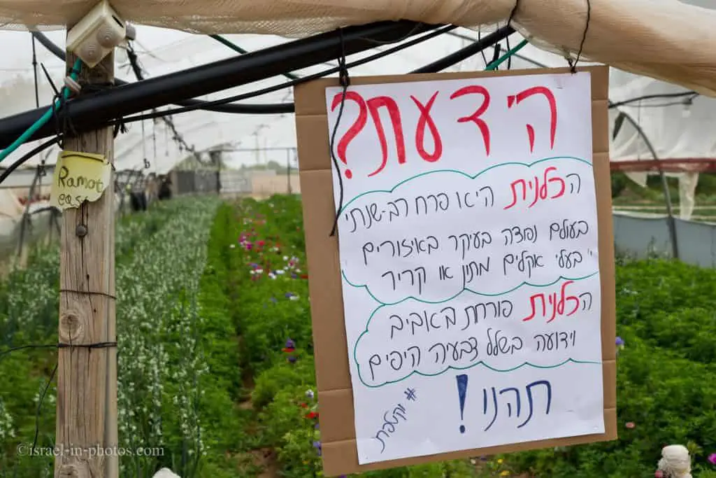 Клубника и цветок - самостоятельной сбор в Израиле