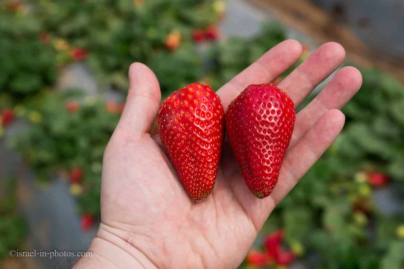Picking Strawberries When Where And Comparison Of Places Picking Strawberries When Where And Comparison Of Places