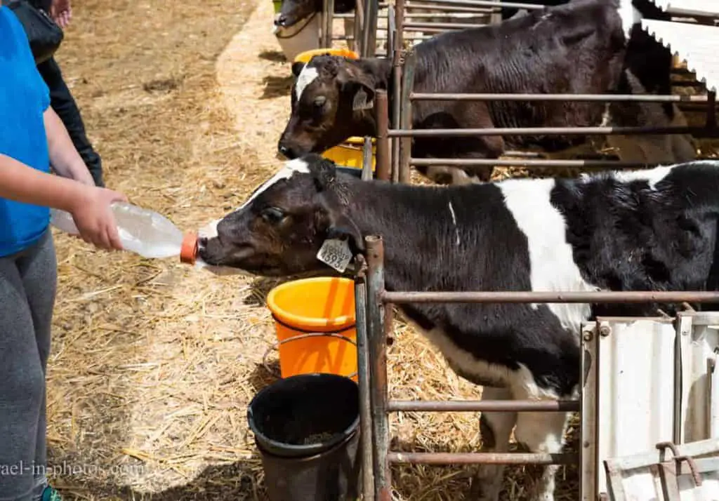 Feeding Baby Calves using a bottle