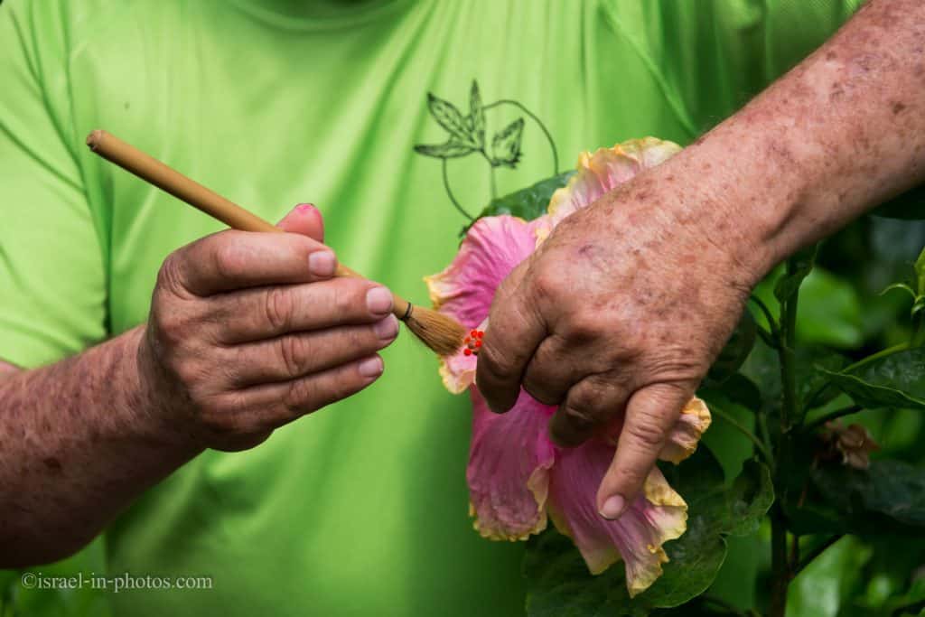 Hibiscus hybridization