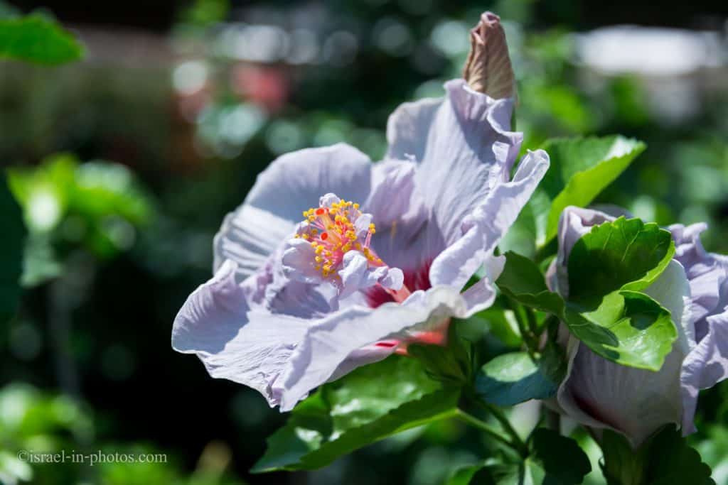 Hibiscus