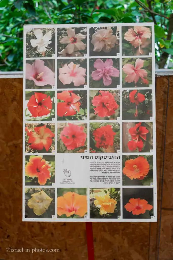 Hibiscus Types