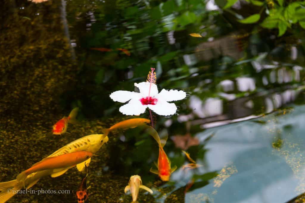 Visiting Hibiscus farm in Israel