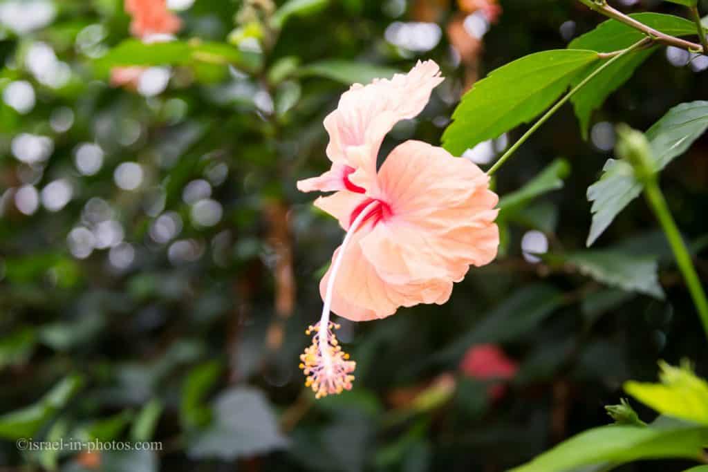 Hibiscus