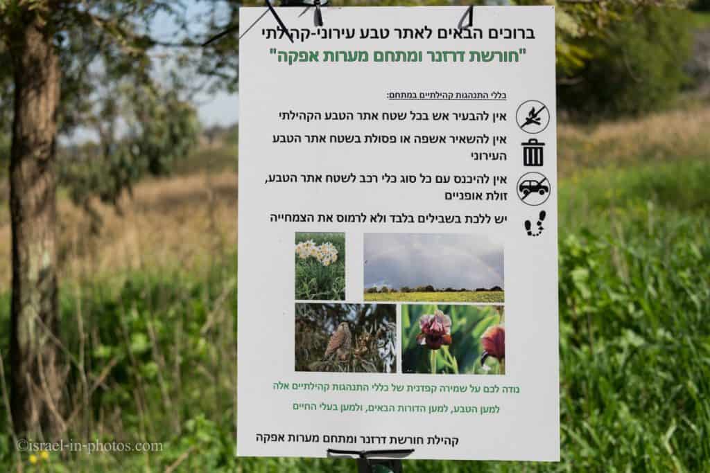 חורשת דרזנר