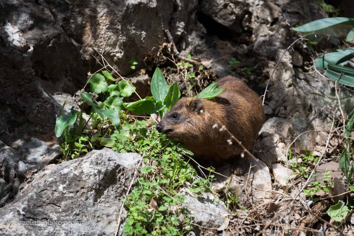 Rock hyrax Basic Info and Where You Can Find them in Israel