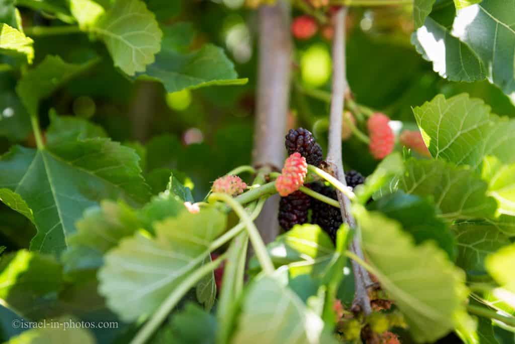 Mulberry