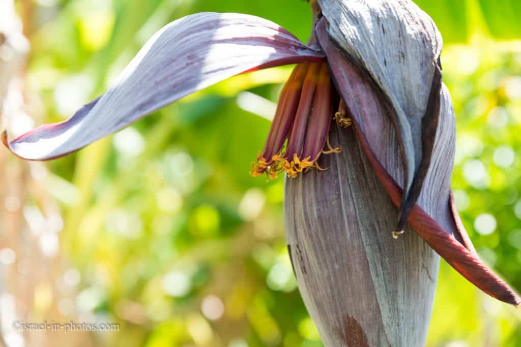 Banana palm