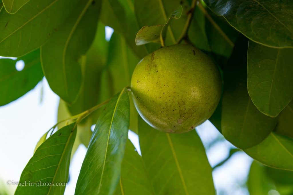 Чёрная сапота (Diospyros digyna)