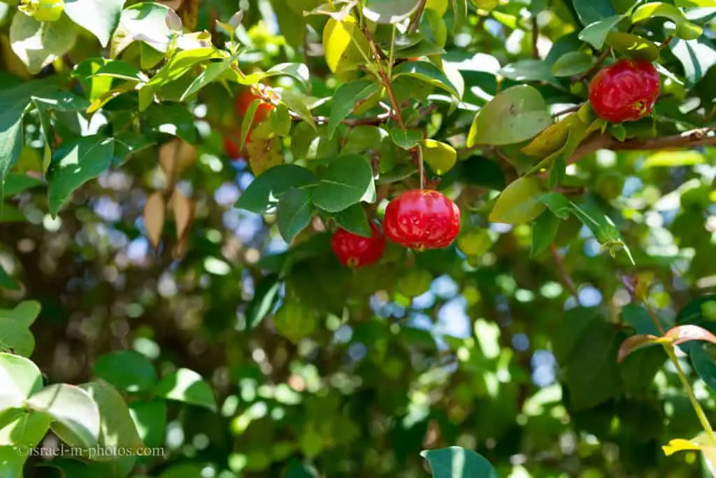 Pitango fruit