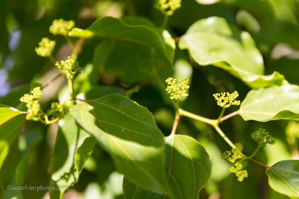 Hovenia Dulcis