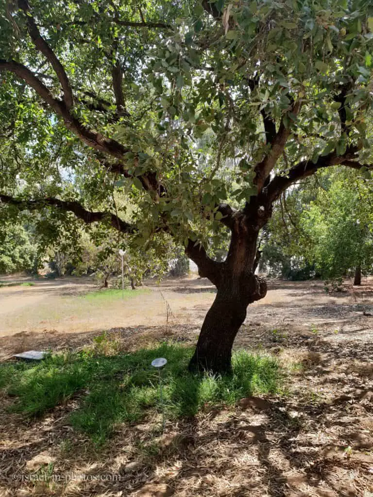 Quercus ithaburensis