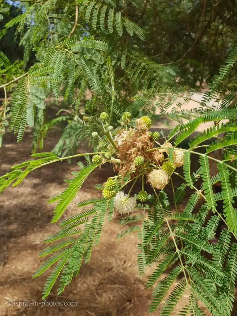 Leucaena leucocephala