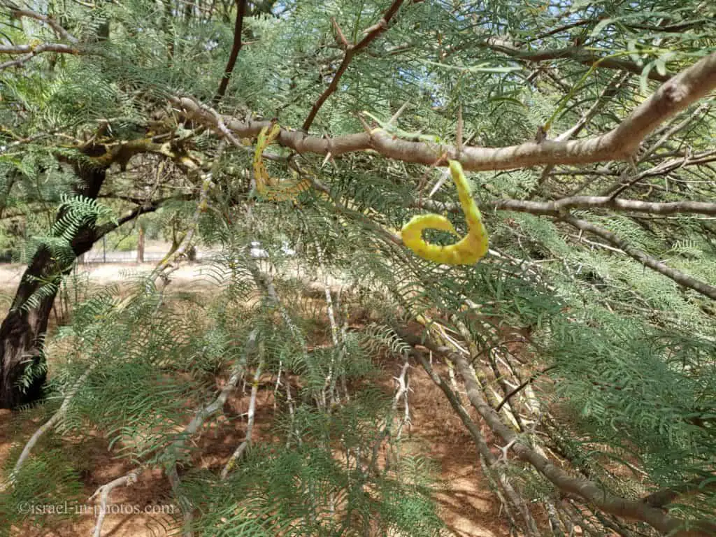Prosopis chilensis