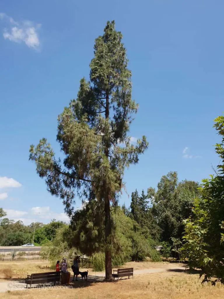 Pinus canariensis