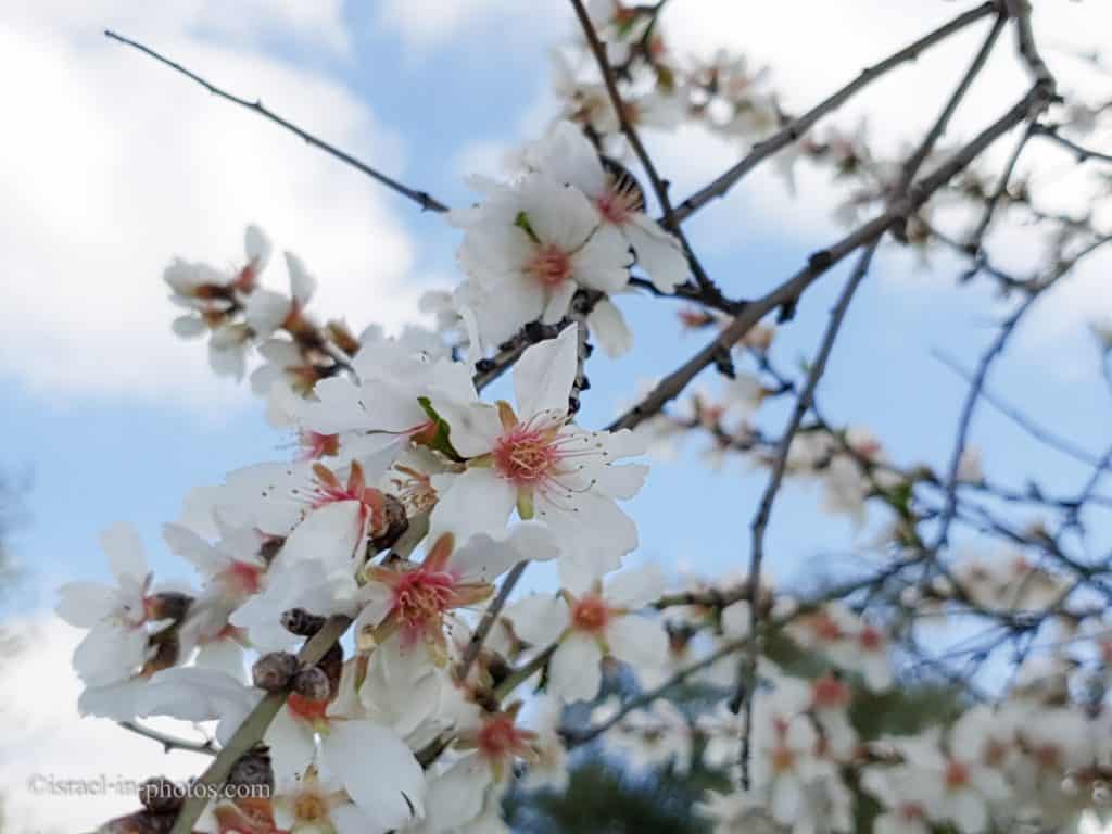 Almond tree with blossoming flowers