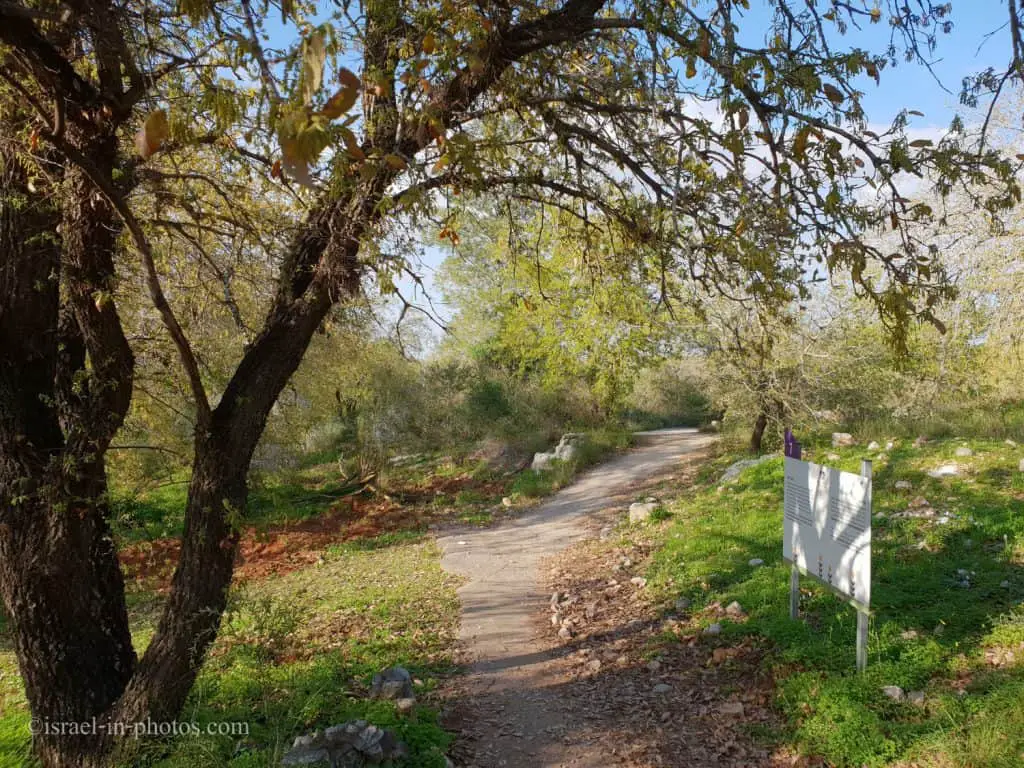 Oak trees at Neot Kedumim