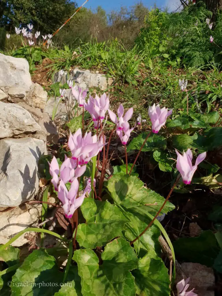 Cyclamen